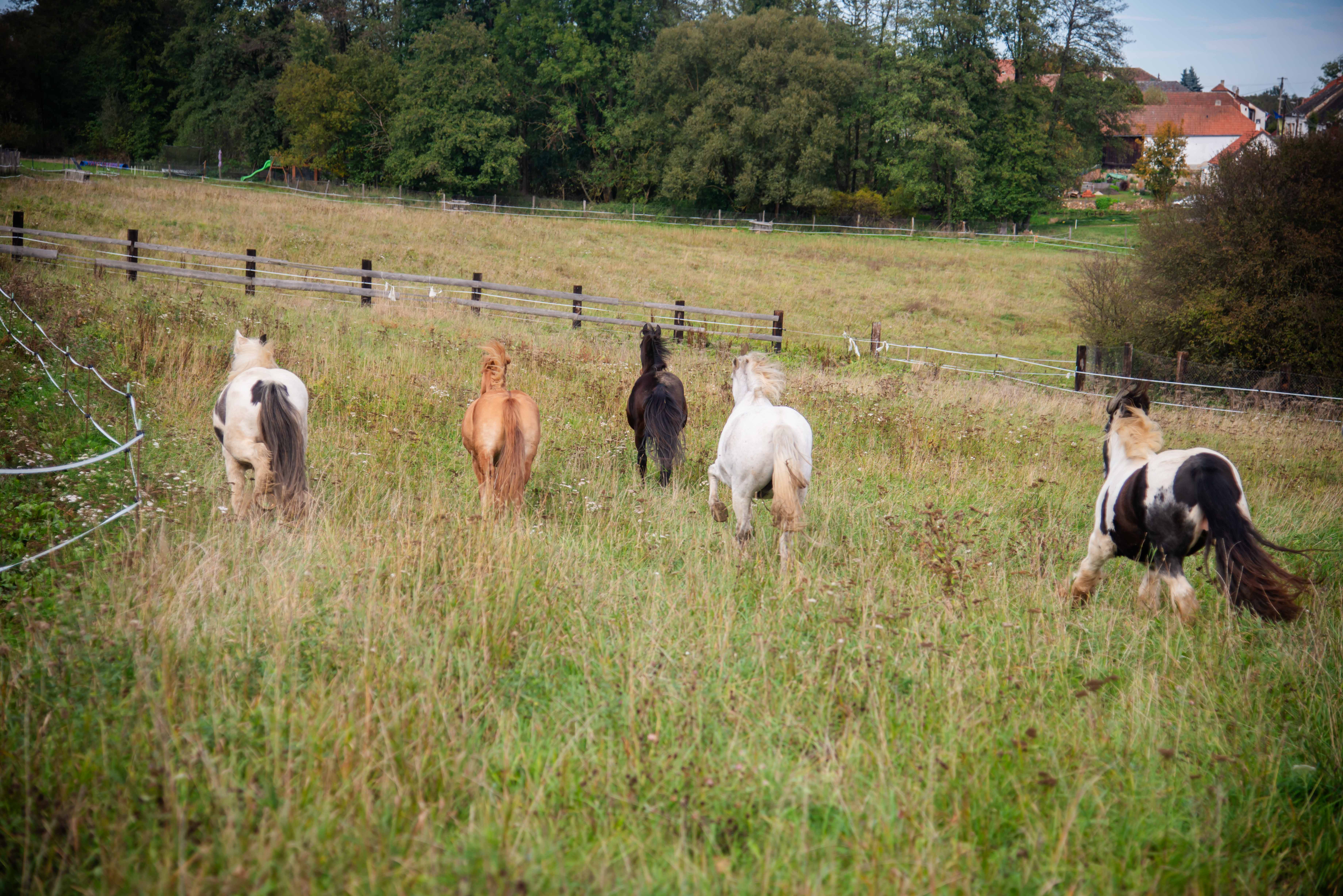 Skupina koní na pastvině